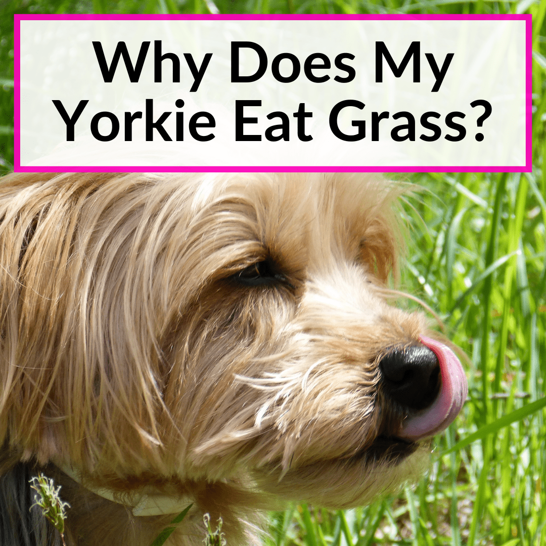 why dies my dog eat grass