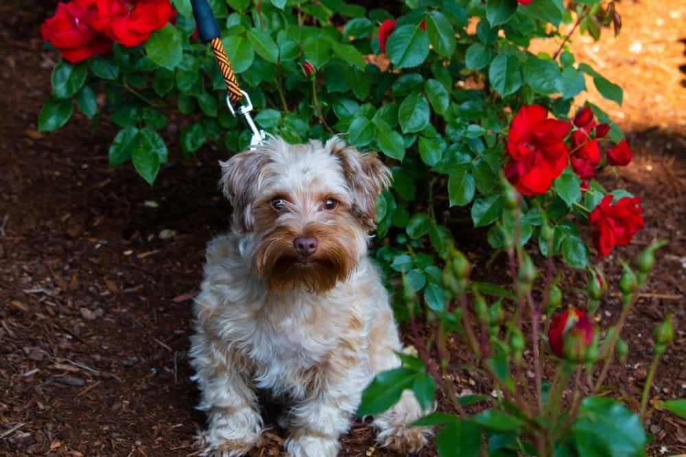 yorkie poo grooming styles