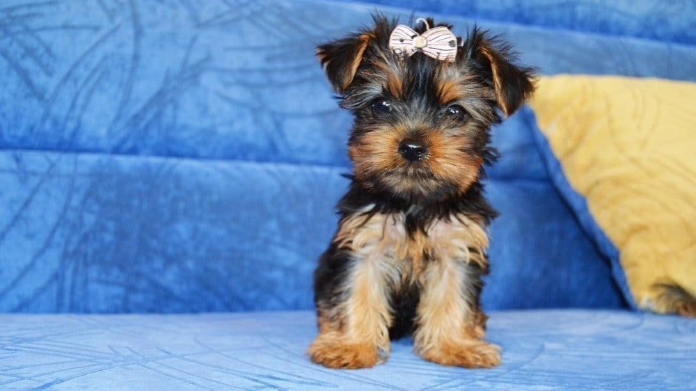 yorkie puppy in pain