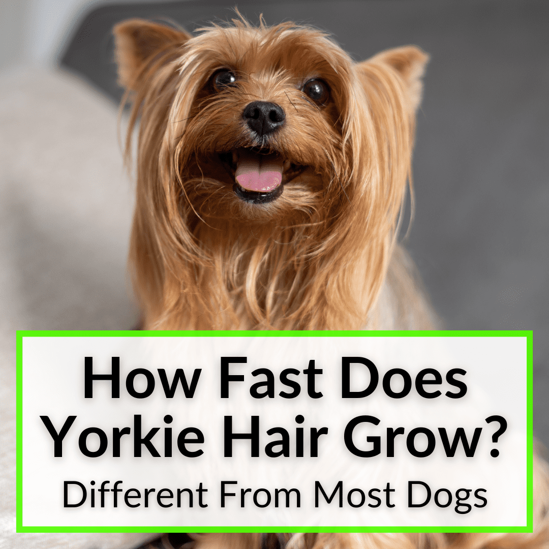 how fast does yorkie hair grow