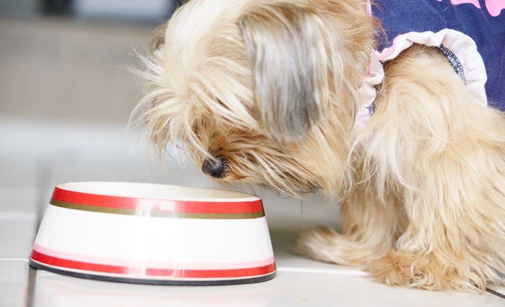 small yorkie eating healthy food
