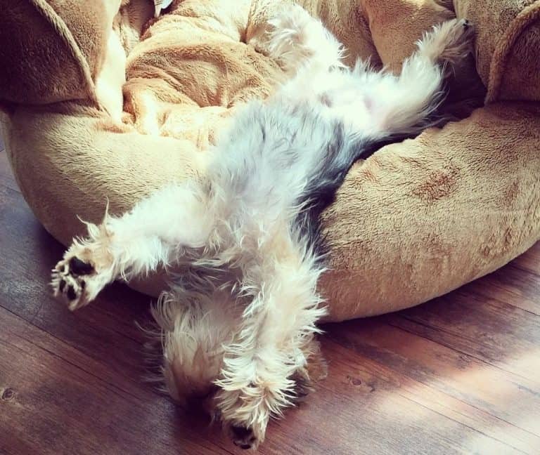 Best Flea Treatment For Yorkies (Prevent Or Get Rid Of Ticks And Fleas)