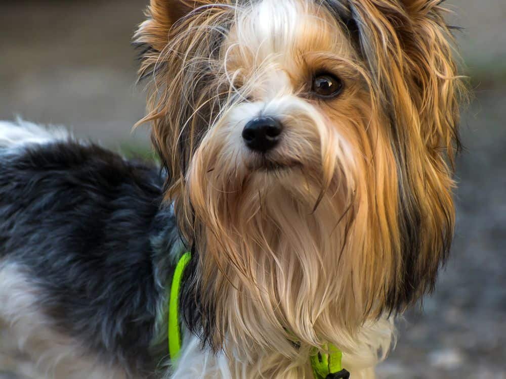 are black yorkies rare