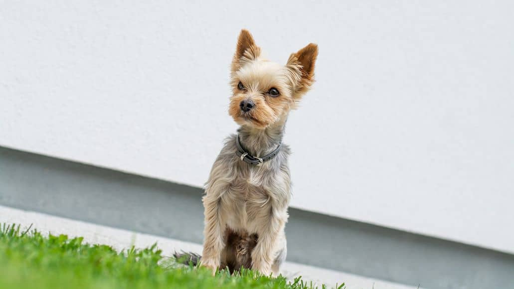 healthy yorkshire terrier with no problems