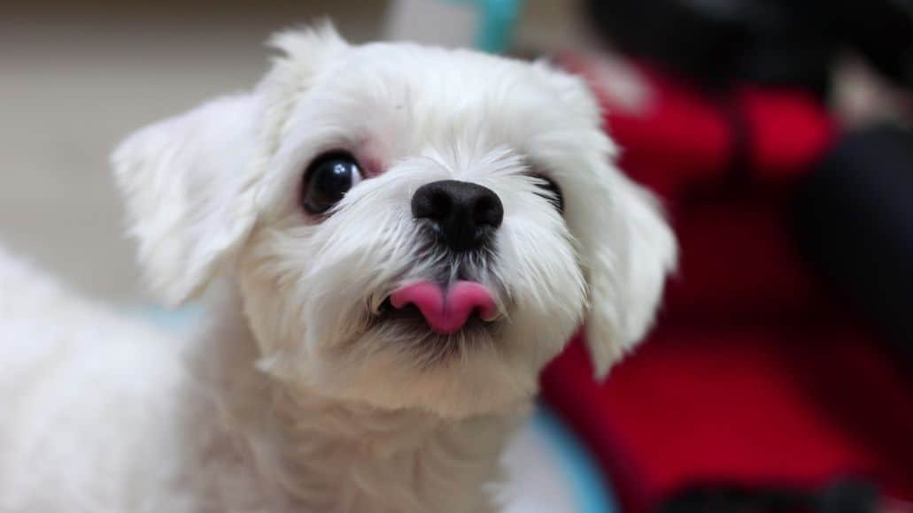 white morkie