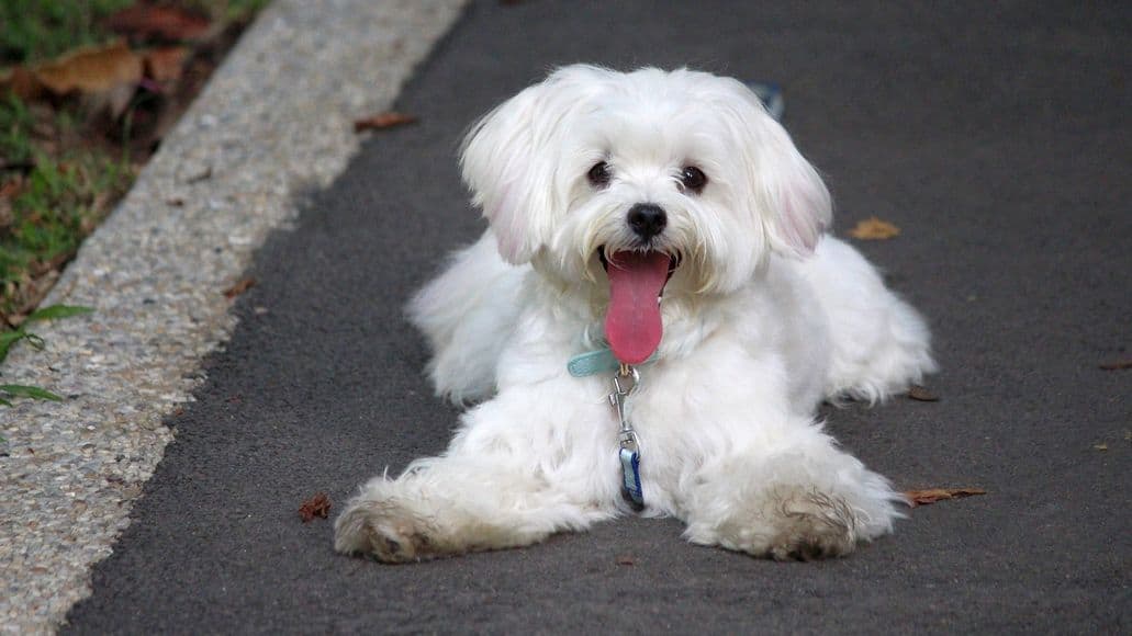 a happy maltese terrier