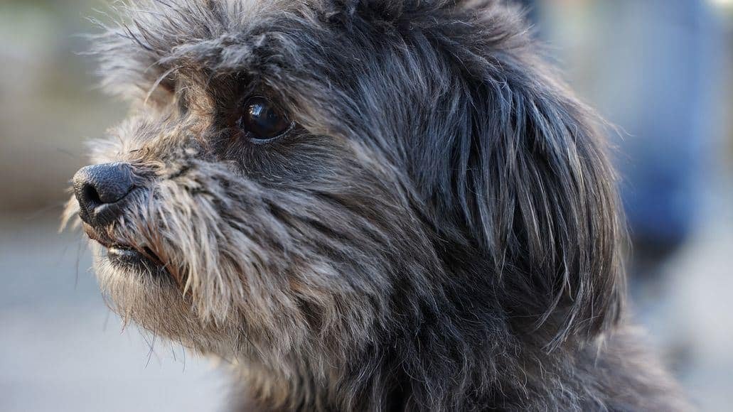 maltese yorkie mix breed