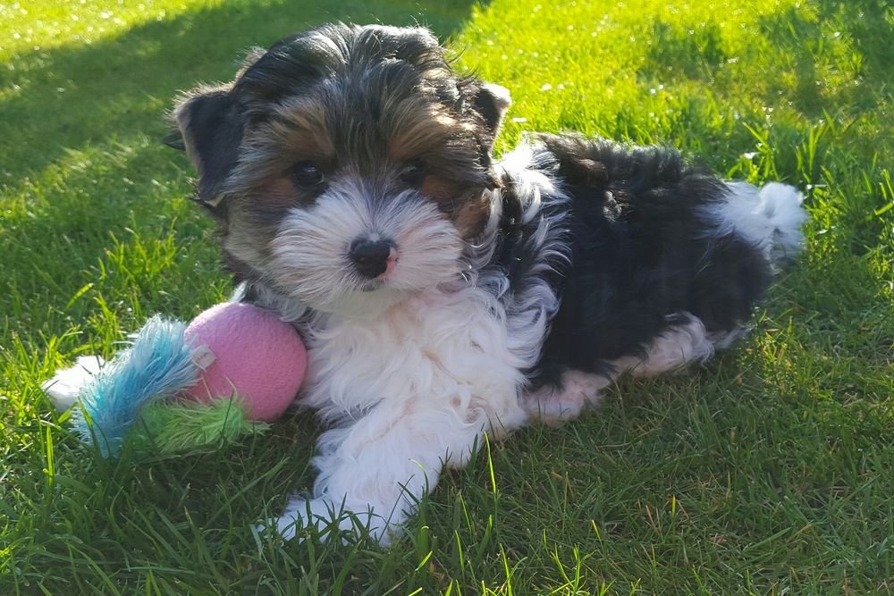 partially white biewer yorkie