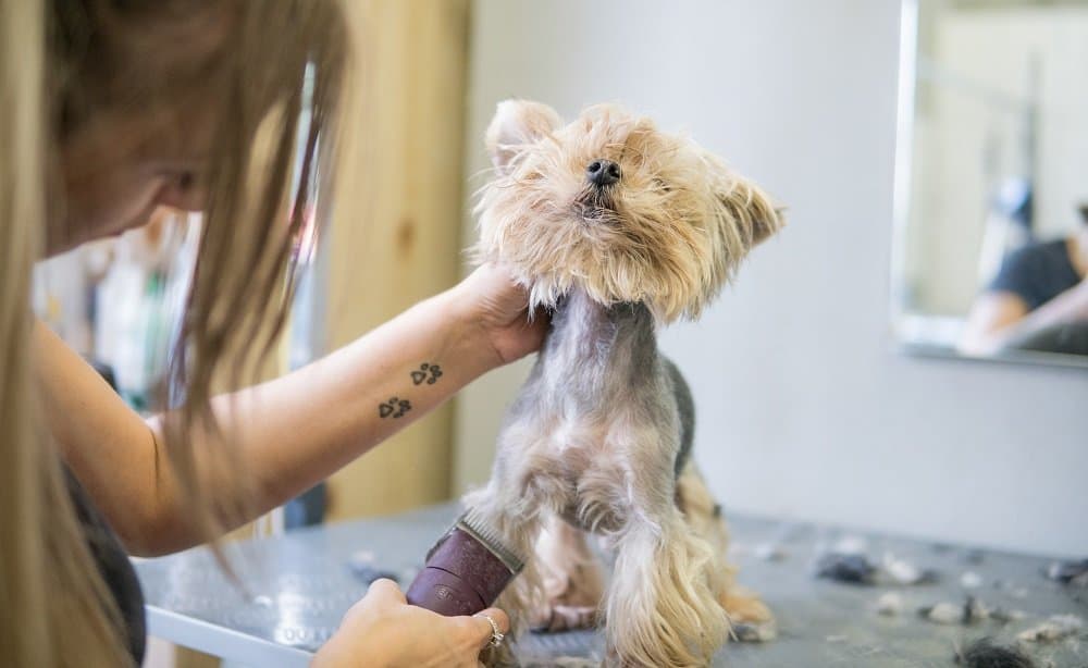 how to shave a yorkie with clippers