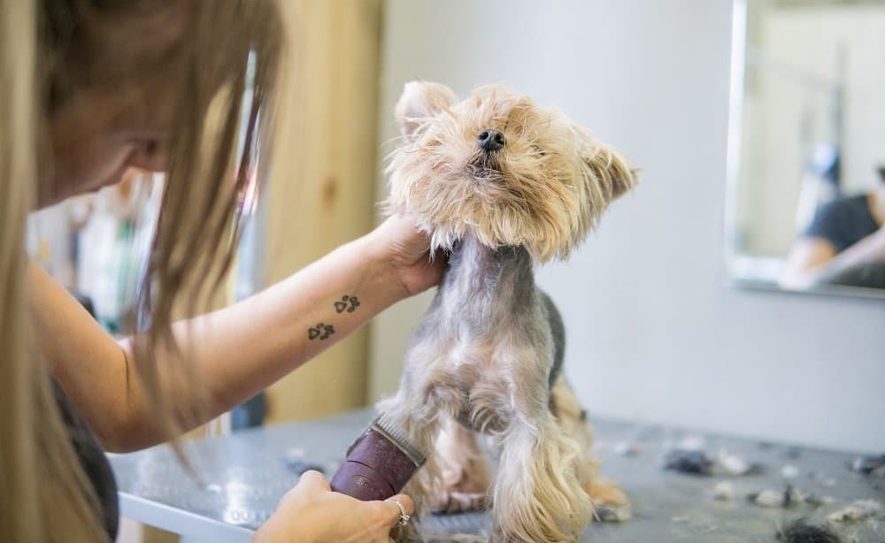 yorkie cut styles