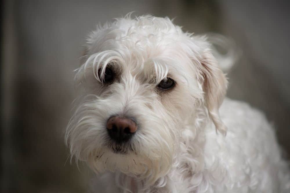 full grown white yorkie poo