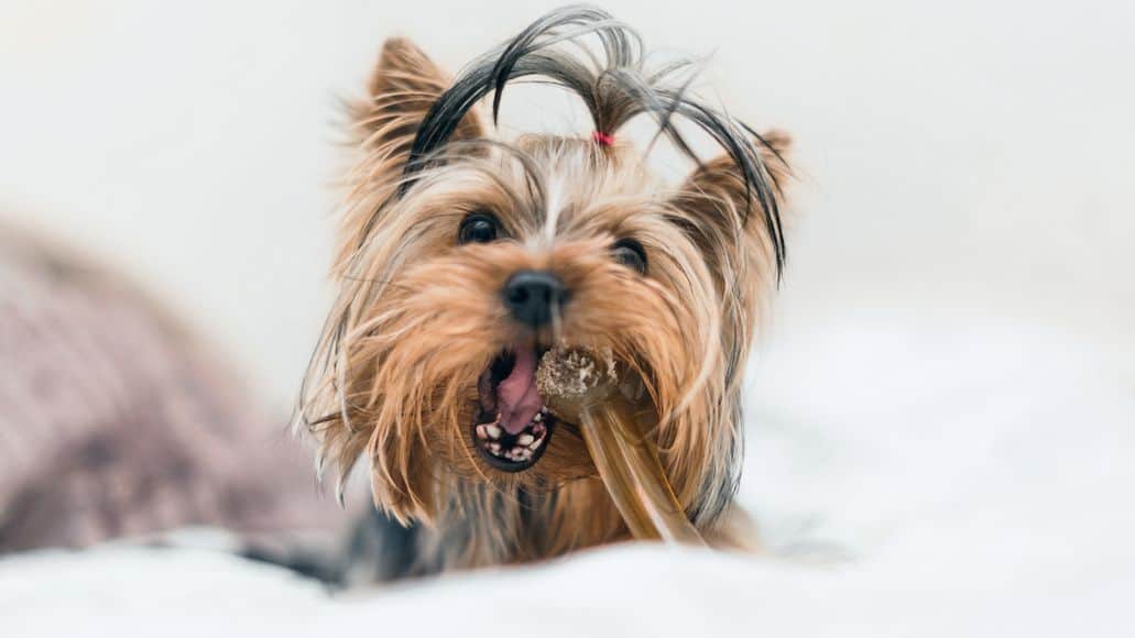 yorkie chewing on toy