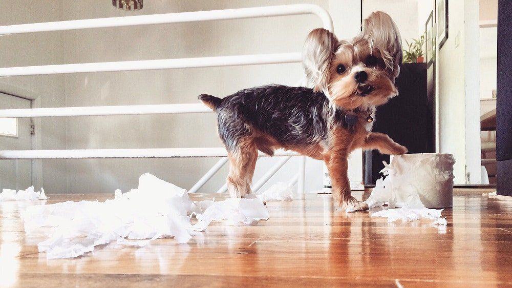 Yorkie destroying toilet paper