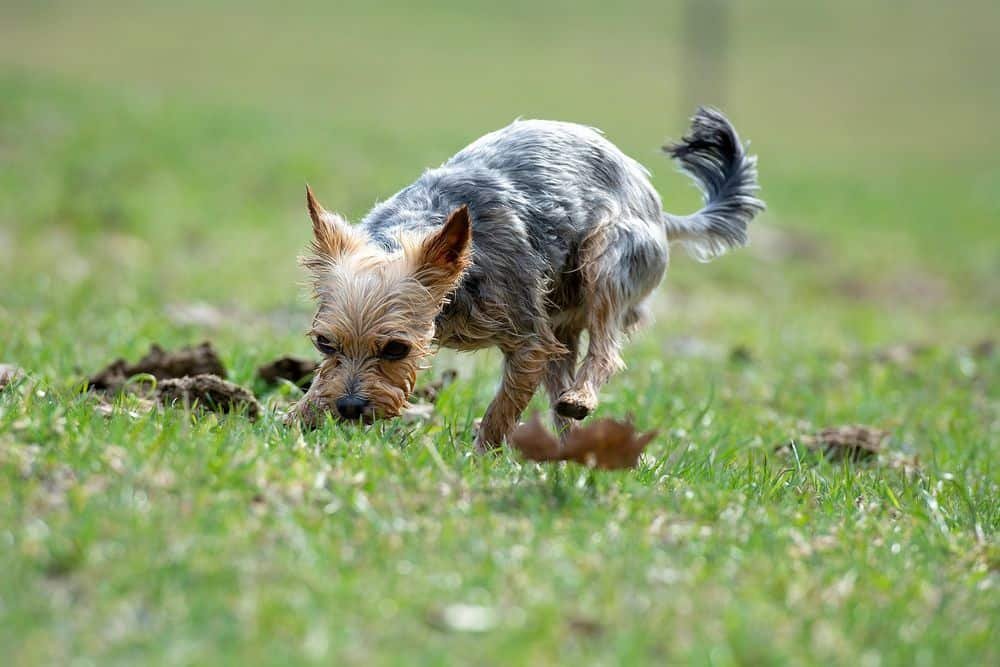 Yorkie eating grass