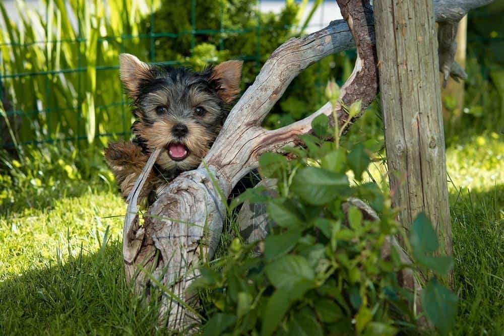 yorkie crying after being left alone