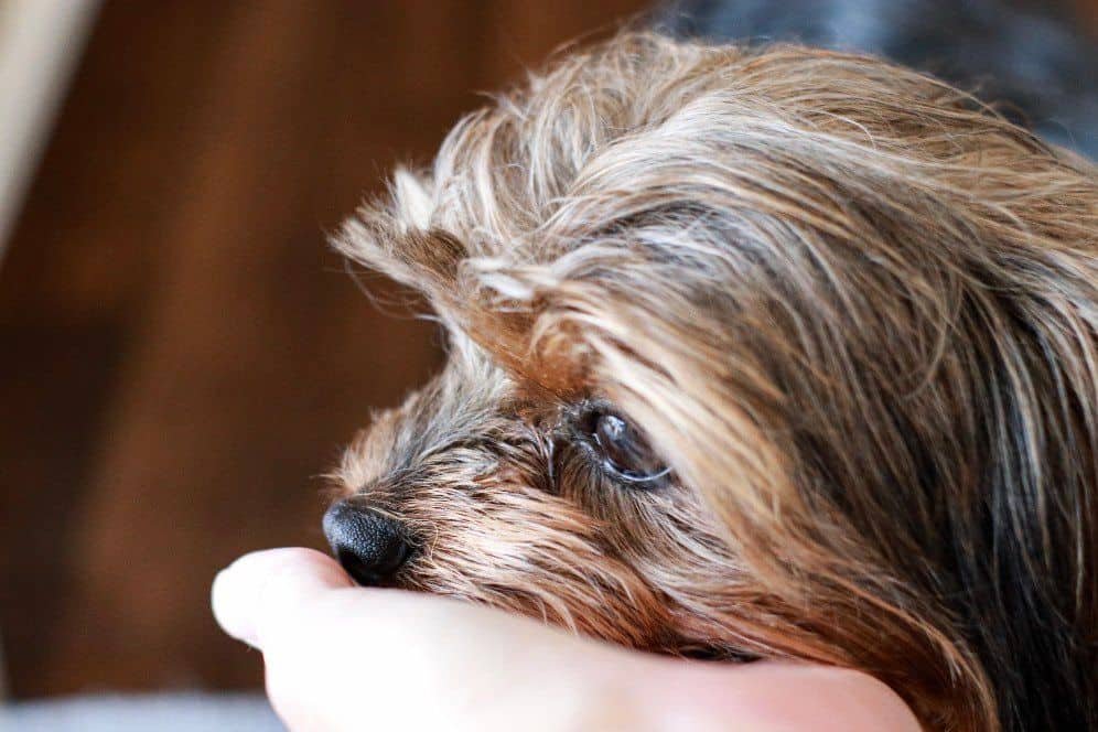 yorkie with eye boogers