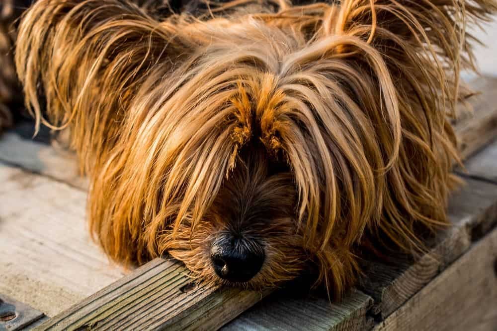 yorkie with worms