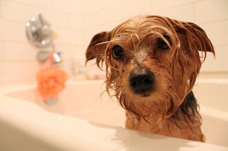 When Can I Bathe My Yorkie Puppy For The First Time?