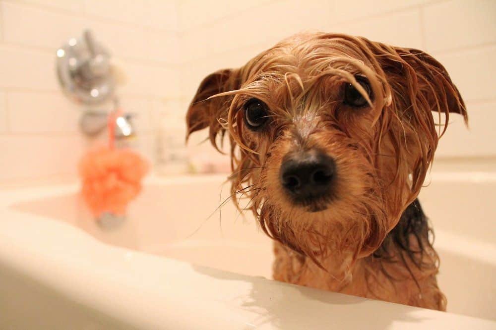 at what age can i bathe my yorkie puppy