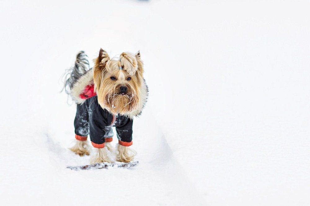 do yorkies need clothes