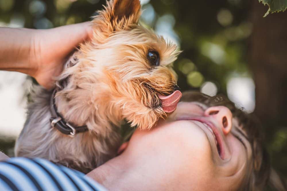 yorkie tongue out to lick