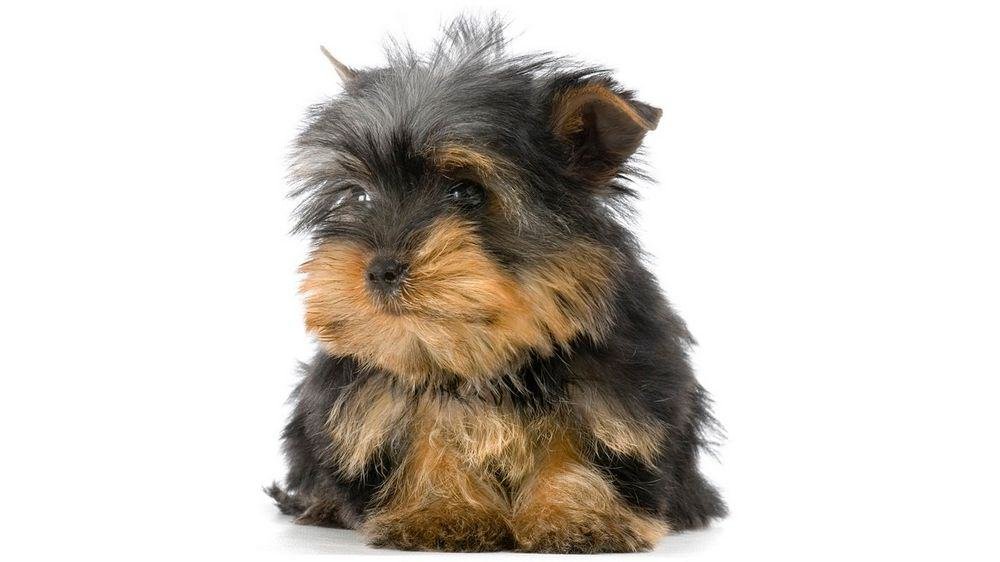 yorkie puppy needs training