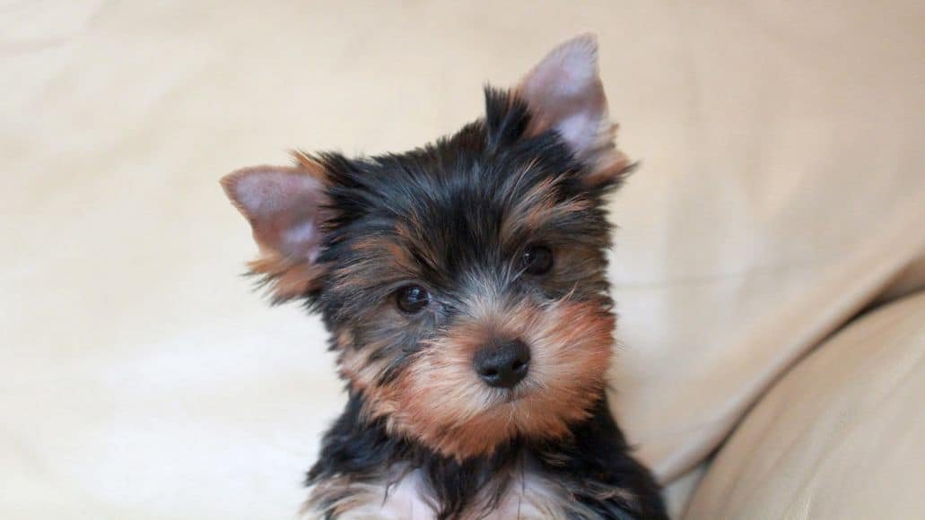 Yorkie puppy