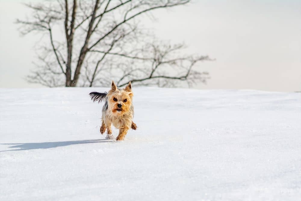 yorkshire terrier running fast in the snow