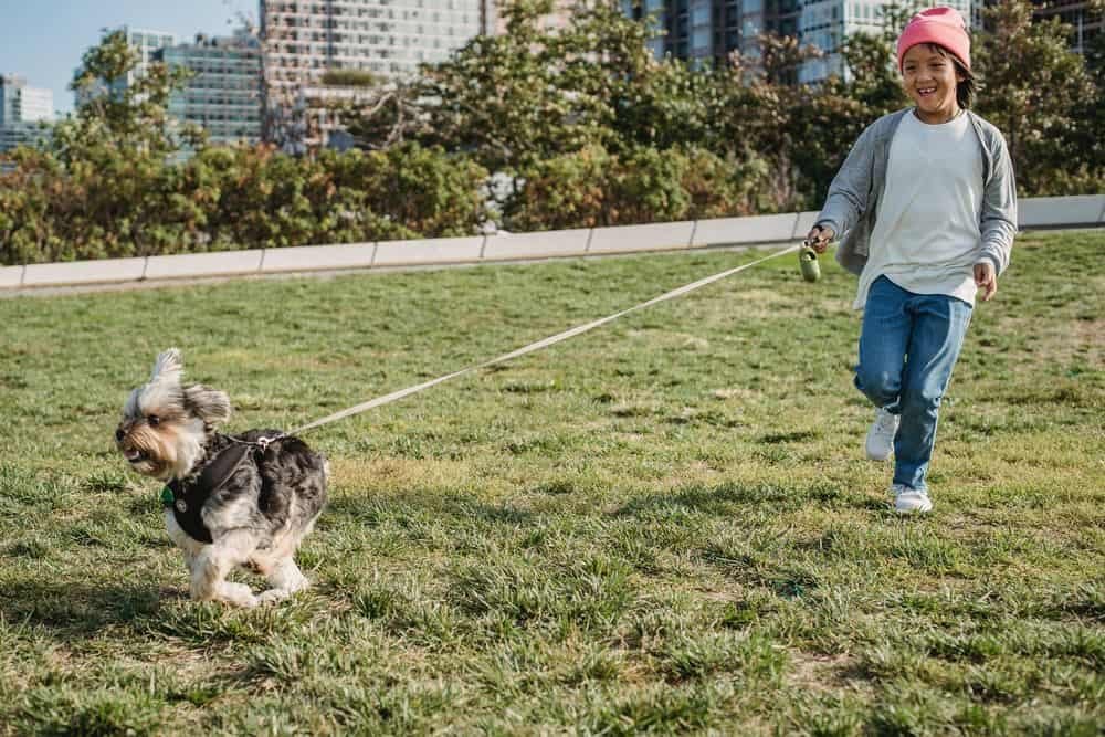 yorkie running with boy on leash