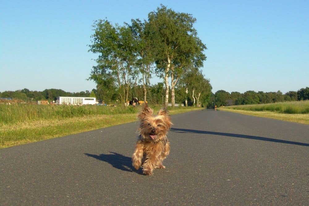 yorkie walking sideways