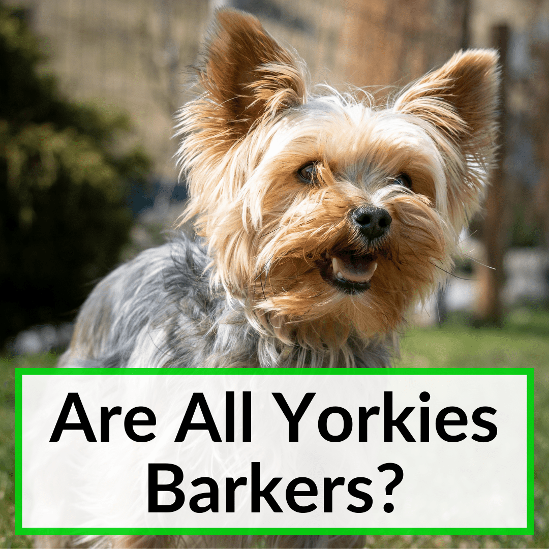 Are Yorkies Barkers