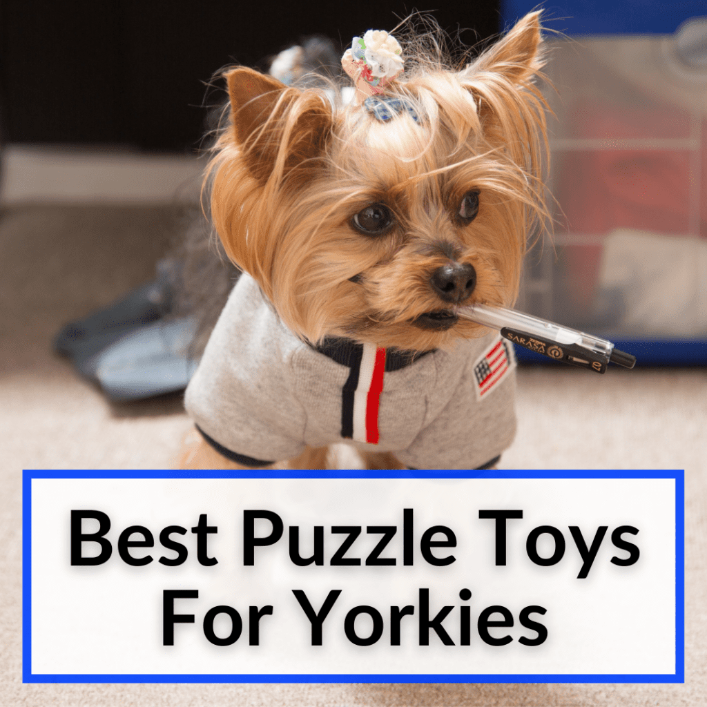 Puzzle Toys For Yorkies (Best Toys To Challenge Smart Dogs)