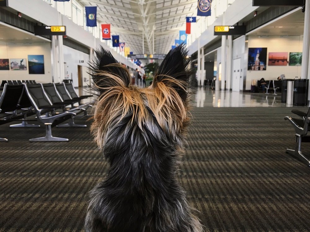 how long can a yorkie be left alone