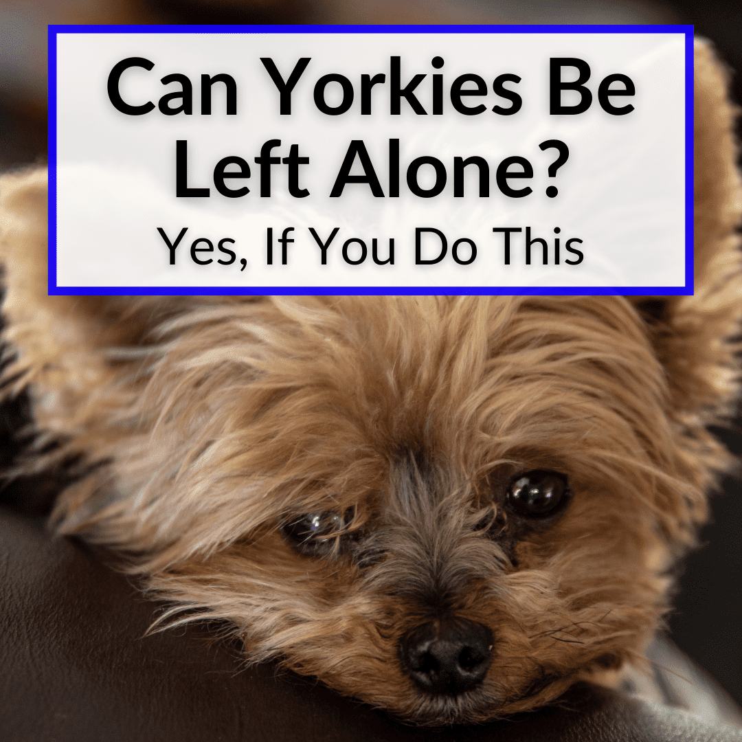 how long can a yorkie be left alone