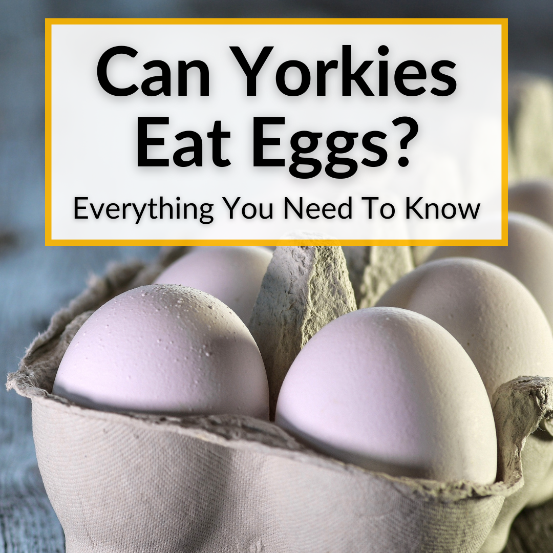 Can Yorkies Eat Eggs