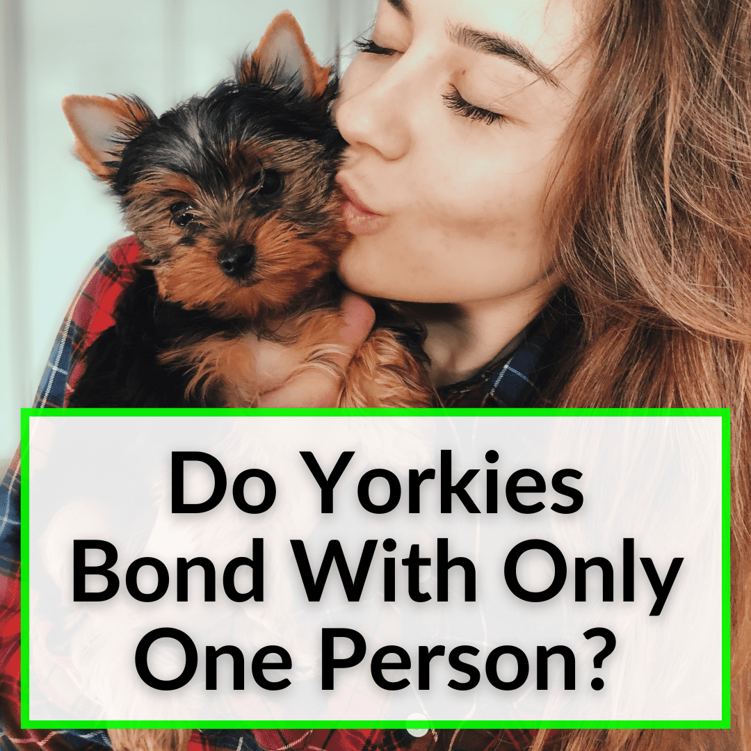 Do Yorkies Bond With Only One Person