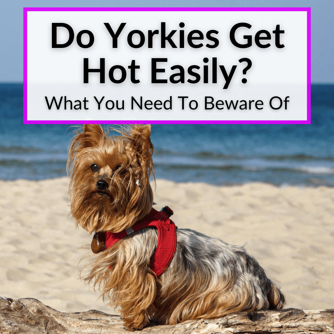 do yorkies overheat easily