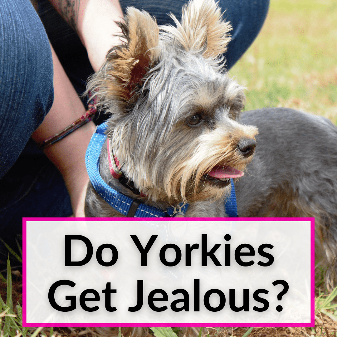 Do Yorkies Get Jealous