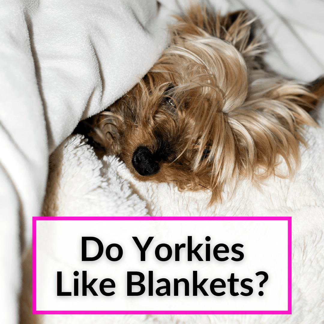 Do Yorkies Like Blankets
