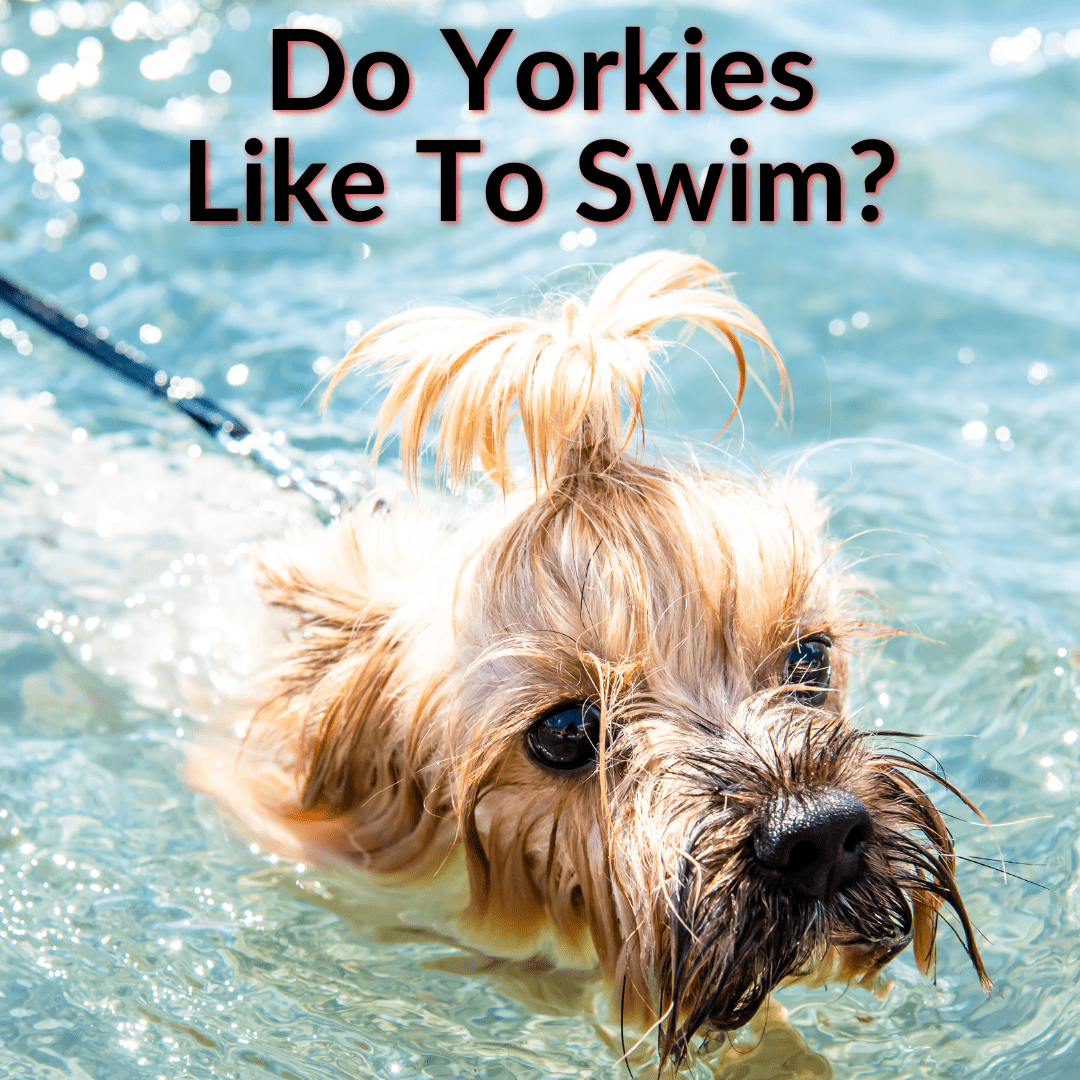 are yorkies good swimmers