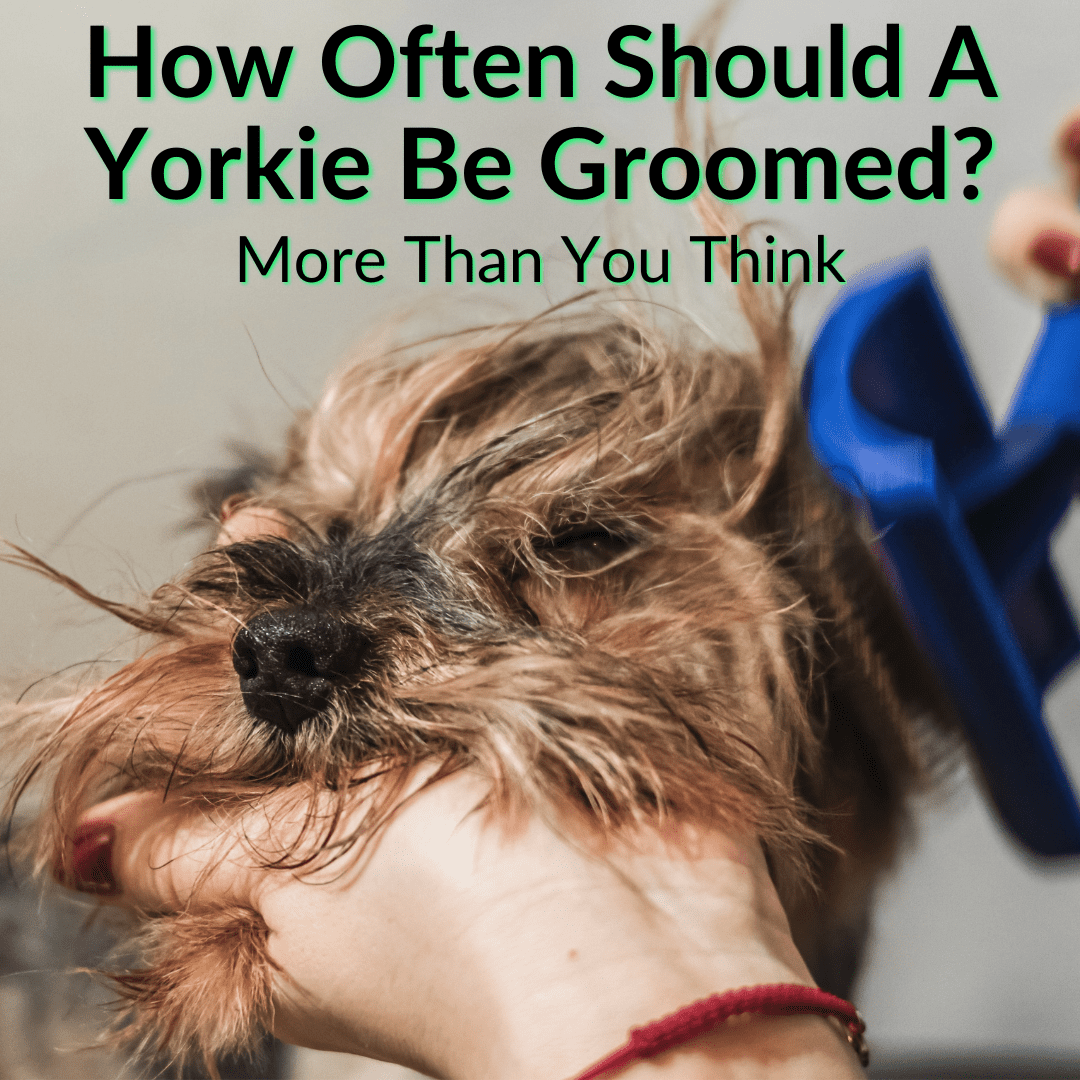 How Often Should A Yorkie Be Groomed