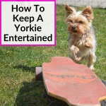 How To Keep A Yorkie Entertained