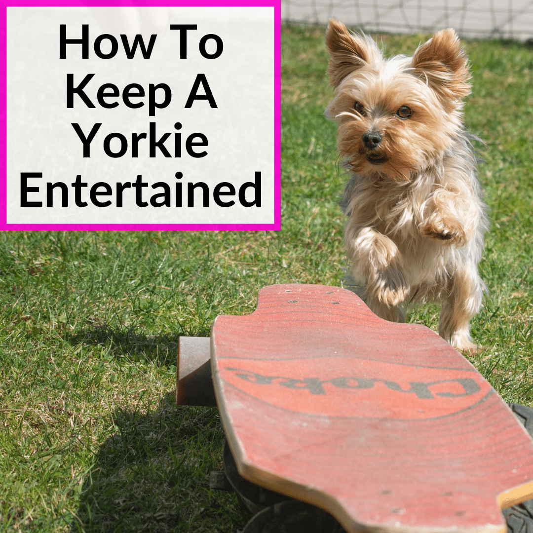 How To Keep A Yorkie Entertained