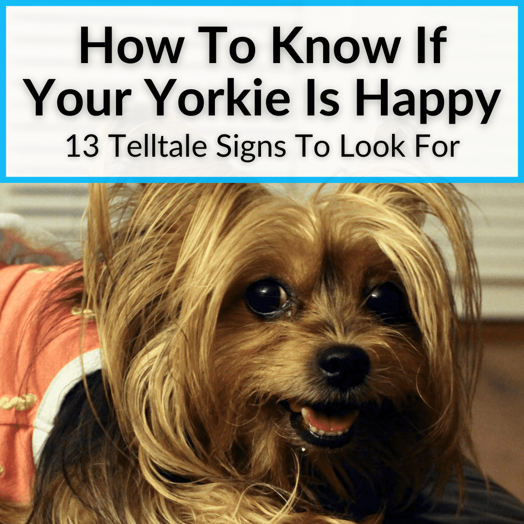How To Know If Your Yorkie Is Happy