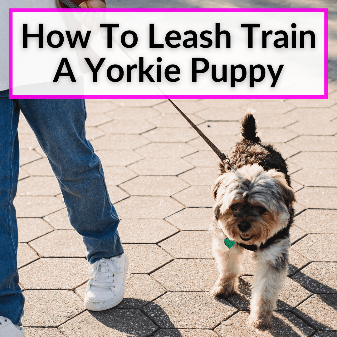 How To Leash Train A Yorkie Puppy