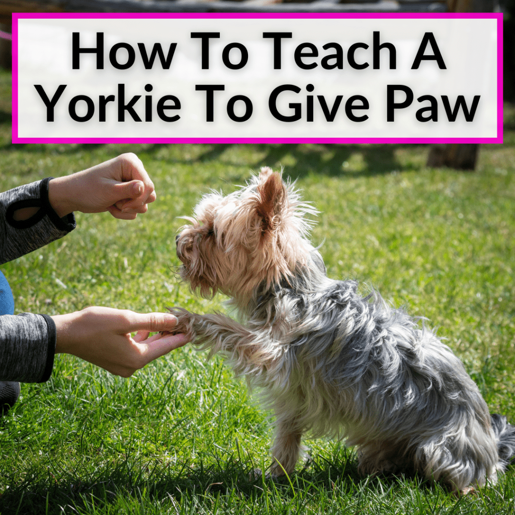 How To Cut Yorkie Nails (Trim And Clip PainFree)