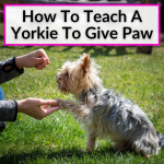 How To Teach A Yorkie To Give Paw