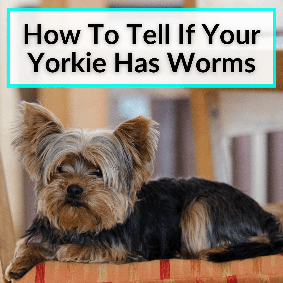 How To Tell If Your Yorkie Has Worms
