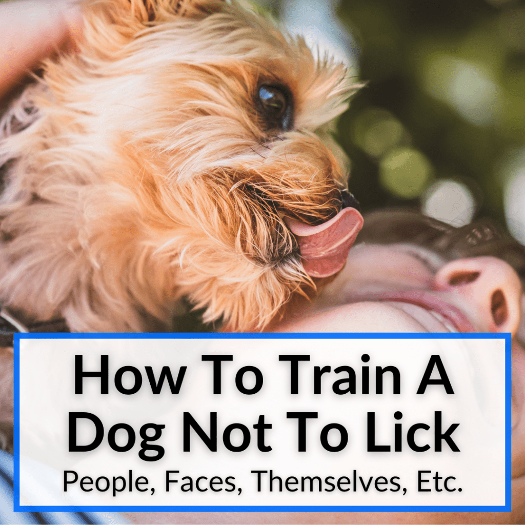 How To Potty Train An Older Yorkie (Tips To Make It Easier)