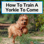 How To Train A Yorkie To Come